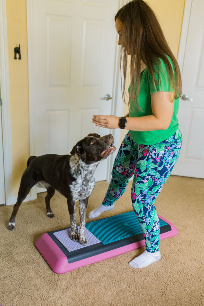 Fit dog doing dog fitness exercise sidestepping on aerobic bench canine fitness equipment and Fitpaws K9 Fitmat and Fitpaws TRAX targets Sparkles and Sunshine Blog