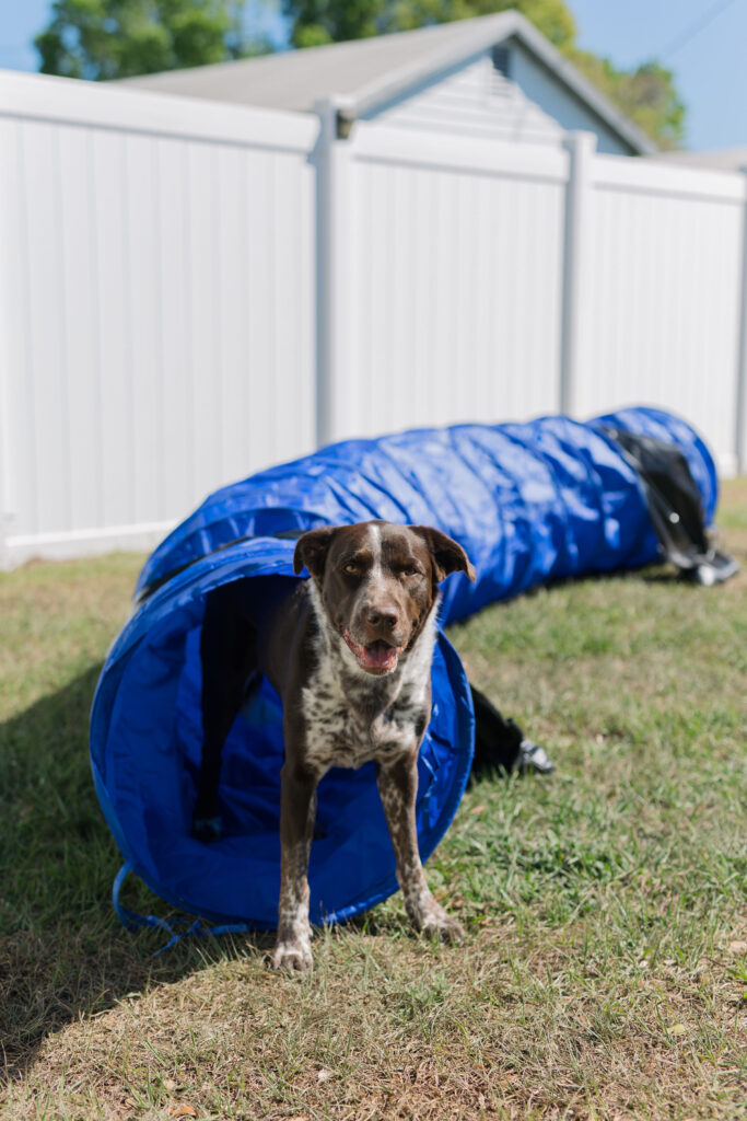 Dog using dog agility tunnel as enrichment idea for dogs sparkles and sunshine blog