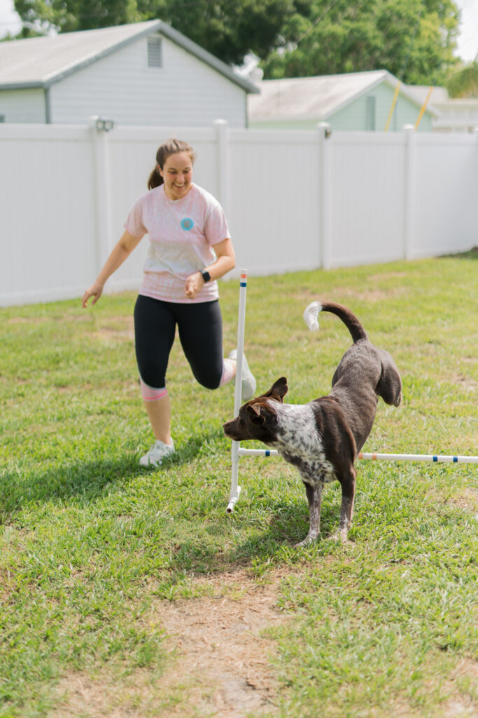 Dog jumping over dog agility jump dog enrichment idea sparkles and sunshine blog