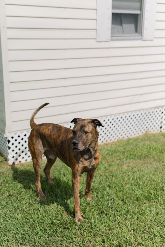 Play hide and seek with your dog dog enrichment idea sparkles and sunshine blog