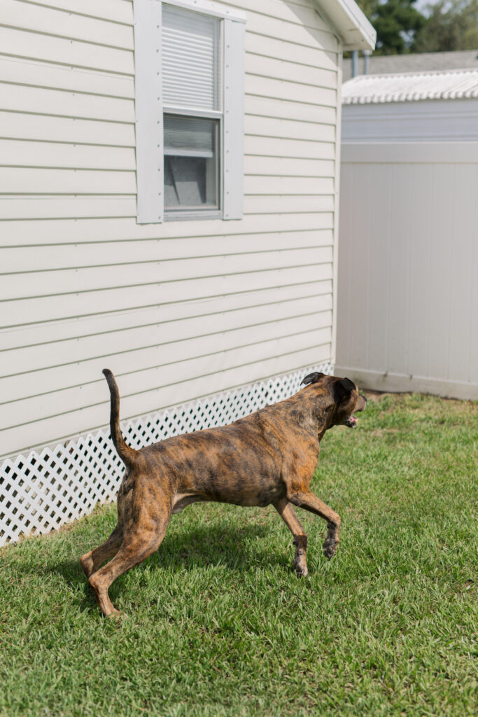 Dog hide and seek boredom buster for dogs sparkles and sunshine blog