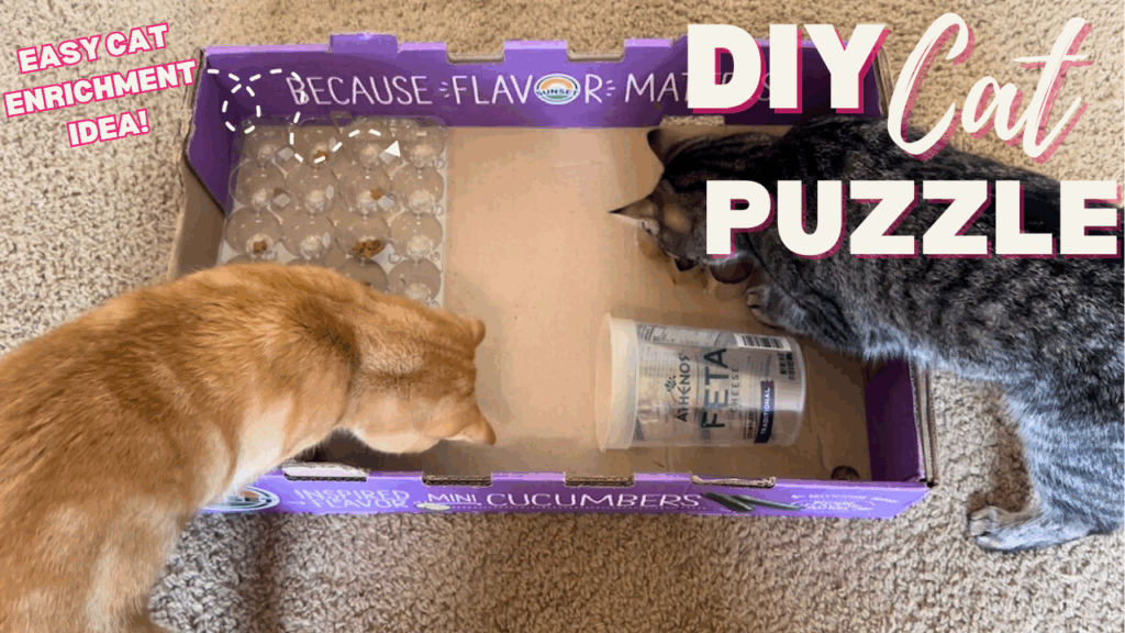 DIY Cat Enrichment Idea Cat Puzzle Board