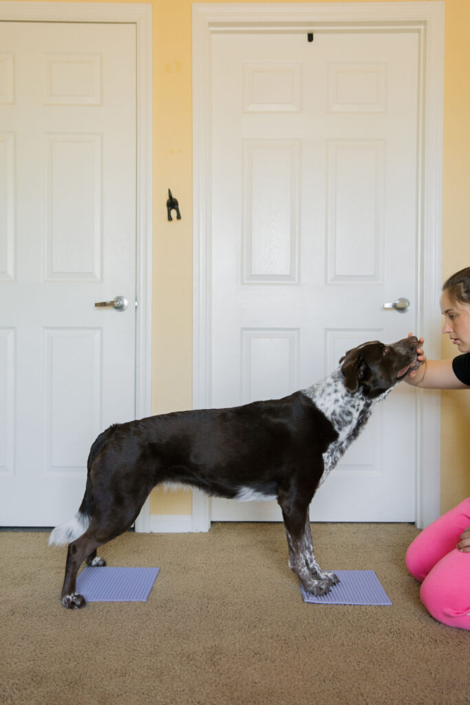 Dog doing fold down to stand k9 fitness exercise using Fitpaws TRAX Targets canine fitness equipment Sparkles and Sunshine Blog