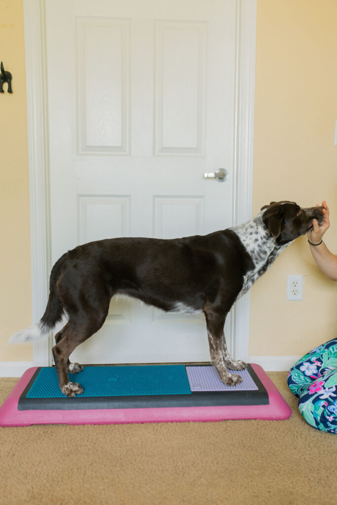 K9 fitness exercise fold down to stand on aerobic bench step platform and Fitpaws K9 Fitmat and Fitpaws TRAX Targets Sparkles and Sunshine Blog