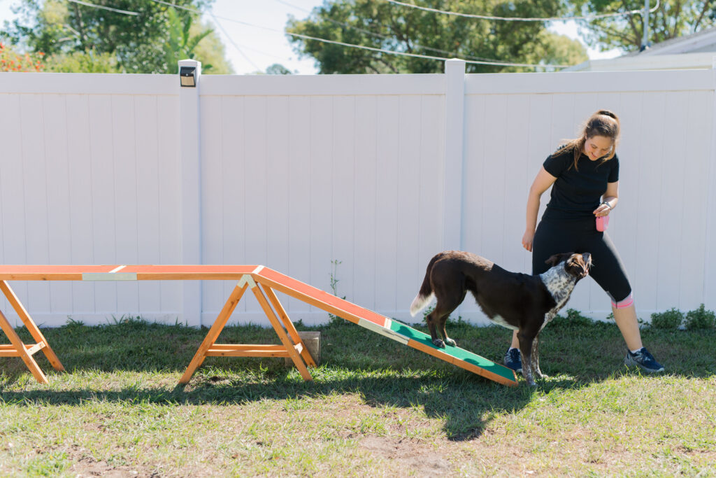 Dog agility training at home using FitPaws TRAX Targets Sparkles and Sunshine Blog