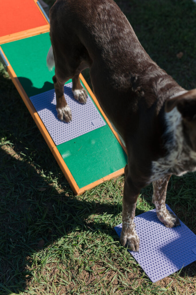 TRIXIE dog agility walk it with FitPaws TRAX Targets Sparkles and Sunshine Blog