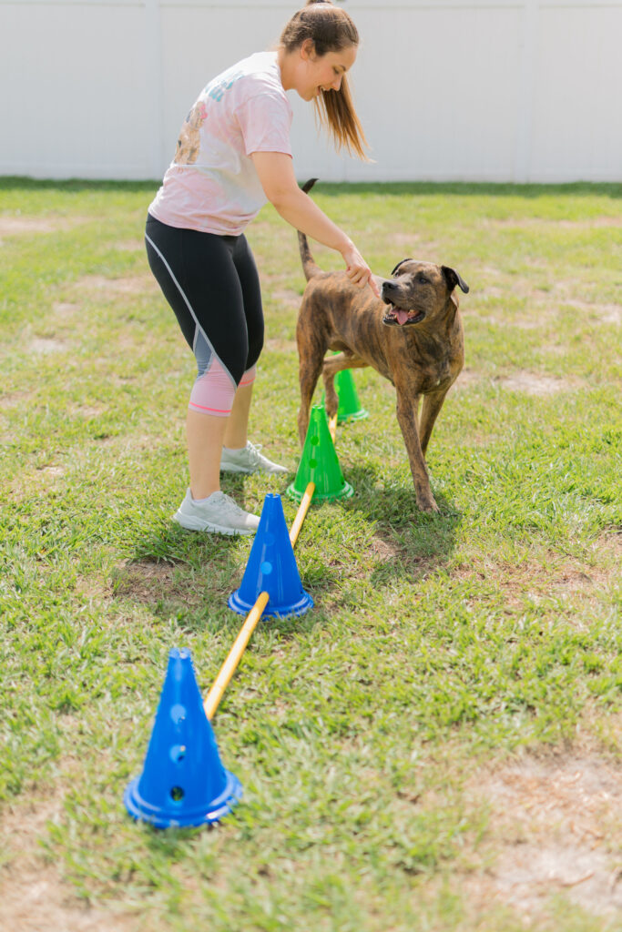 Brindle dog using dog cavalettis for dog fitness flexibility exercise Sparkles and Sunshine Blog