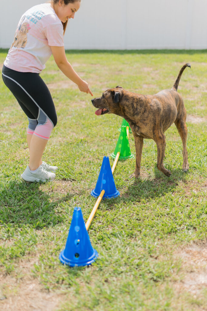 Brindle dog using dog cavalettis for dog fitness flexibility exercise Sparkles and Sunshine Blog
