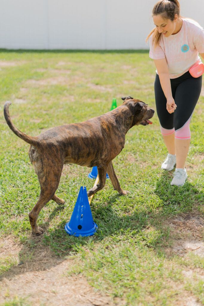 Brindle dog using dog cavalettis for dog fitness flexibility exercise Sparkles and Sunshine Blog
