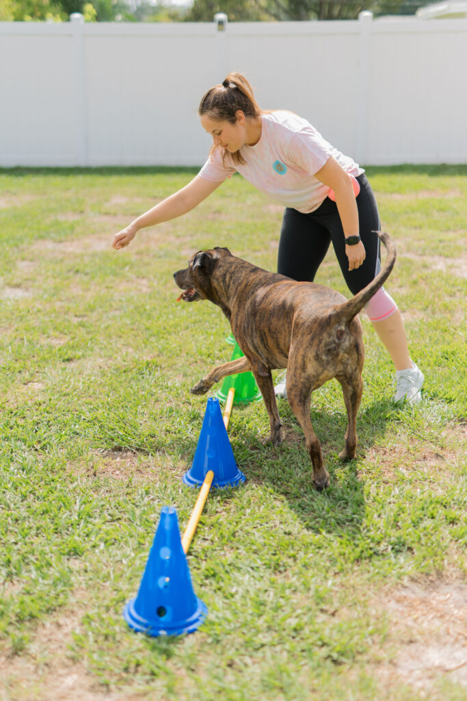 Brindle dog using dog cavalettis for dog fitness flexibility exercise Sparkles and Sunshine Blog