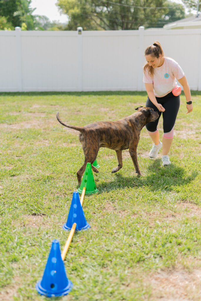 4 Dog Cavaletti K9 Fitness Exercises Sparkles and Sunshine Blog