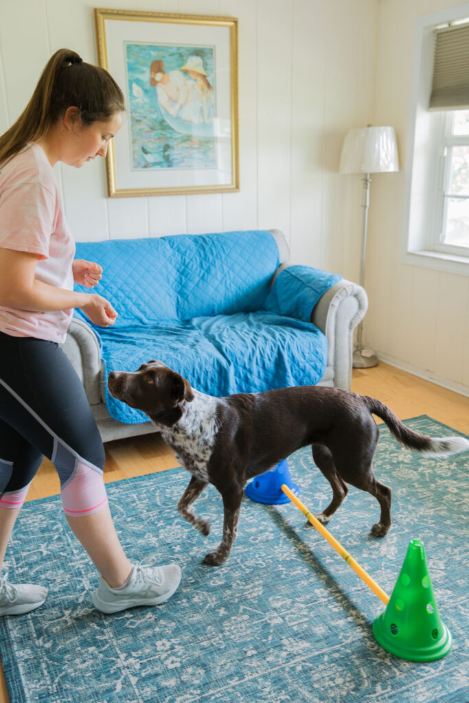 Brown Spotted Dog using Fitpaws dog cavaletti canine fitness equipment for canine conditioning exercises Sparkles and Sunshine Blog