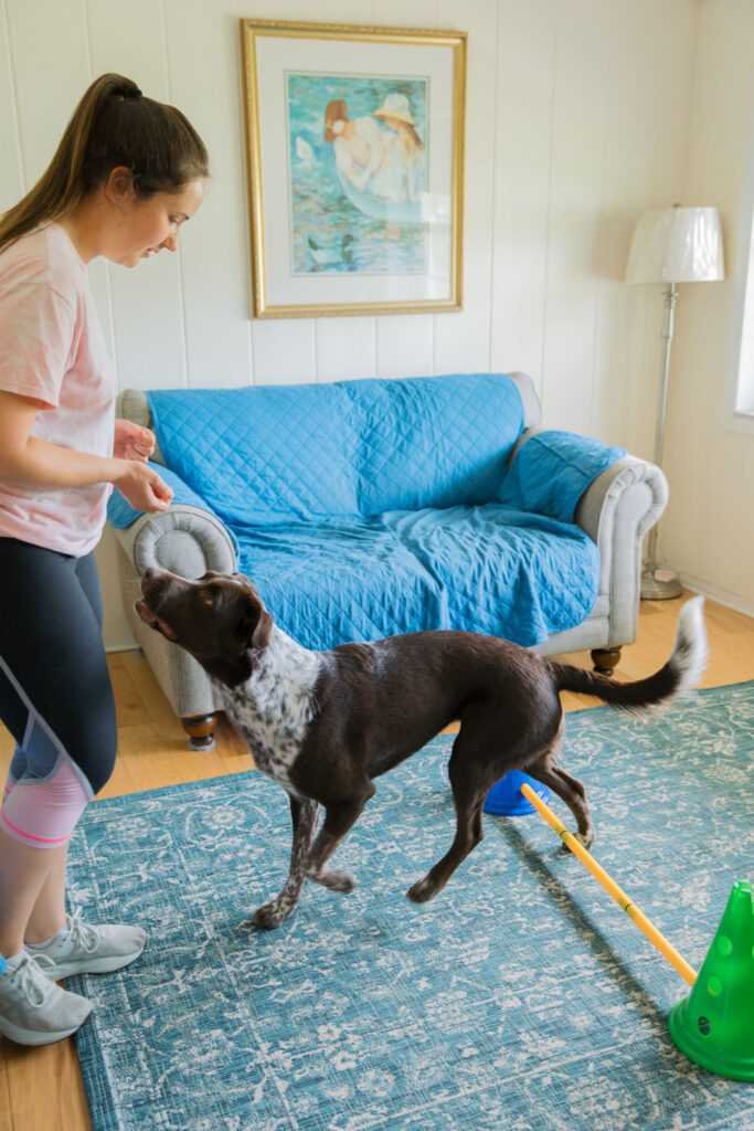 Brown Spotted Dog using Fitpaws dog cavaletti canine fitness equipment for canine conditioning exercises Sparkles and Sunshine Blog