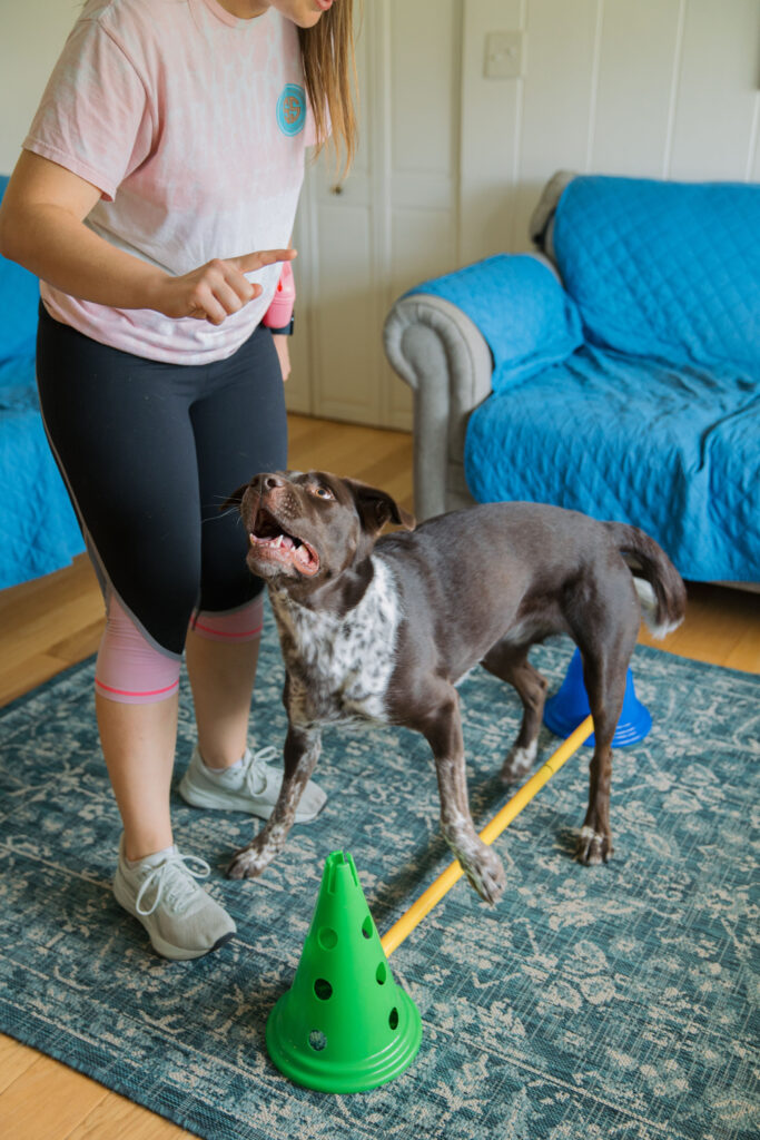 Brown spotted dog sidestepping over fitpaws dog cavaletti set during K9 fitness exercise Sparkles and Sunshine Blog