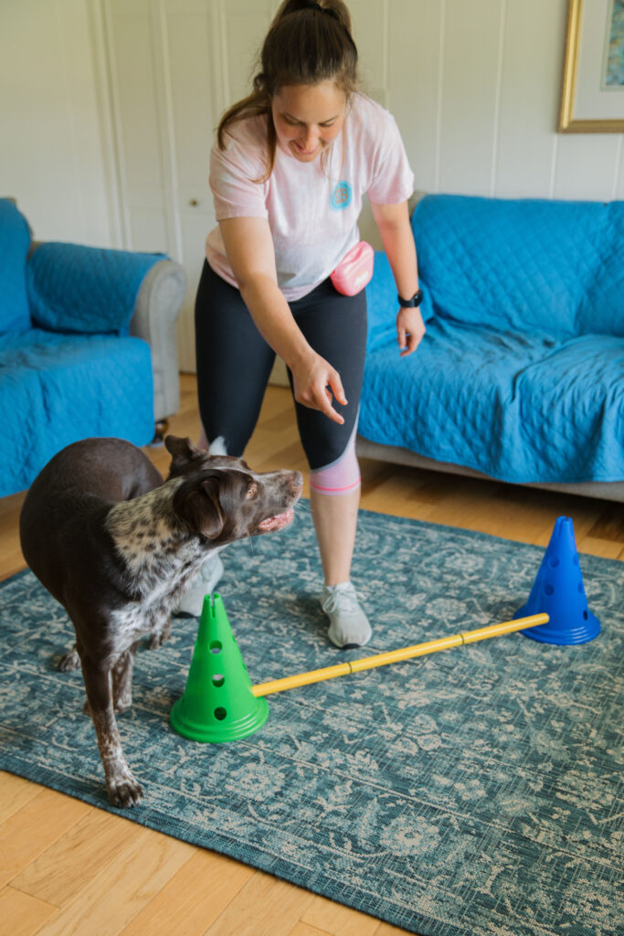 Dog cavaletti canine conditioning exercise Sparkles and Sunshine Blog