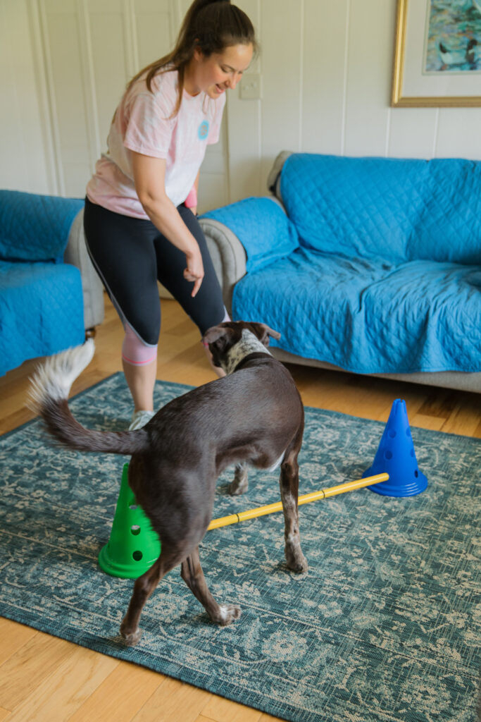 Dog cavaletti canine conditioning exercise Sparkles and Sunshine Blog