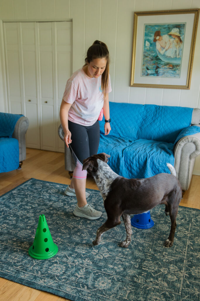 Fitpaws dog cavaletti canine fitness equipment exercise Sparkles and Sunshine Blog