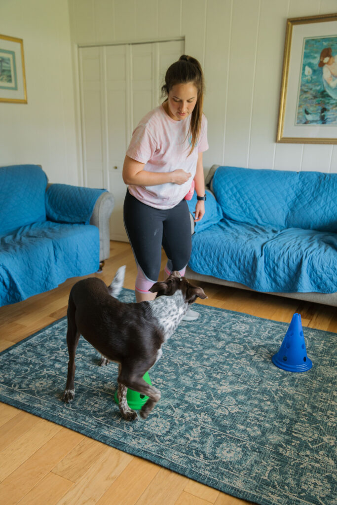 Fitpaws dog cavaletti canine fitness equipment exercise Sparkles and Sunshine Blog