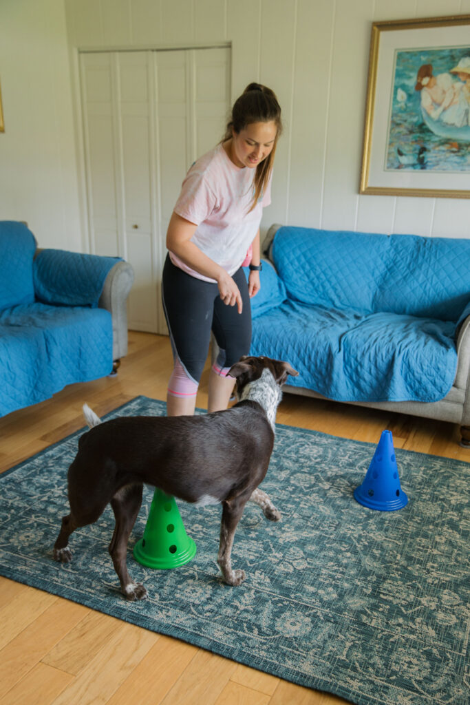 Fitpaws dog cavaletti canine fitness equipment exercise Sparkles and Sunshine Blog