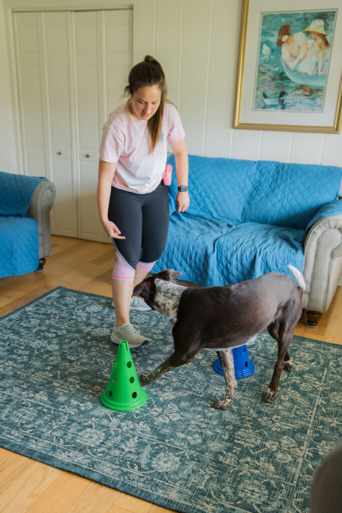 Canine fitness exercises using fitpaws dog cavalettis Sparkles and Sunshine Blog