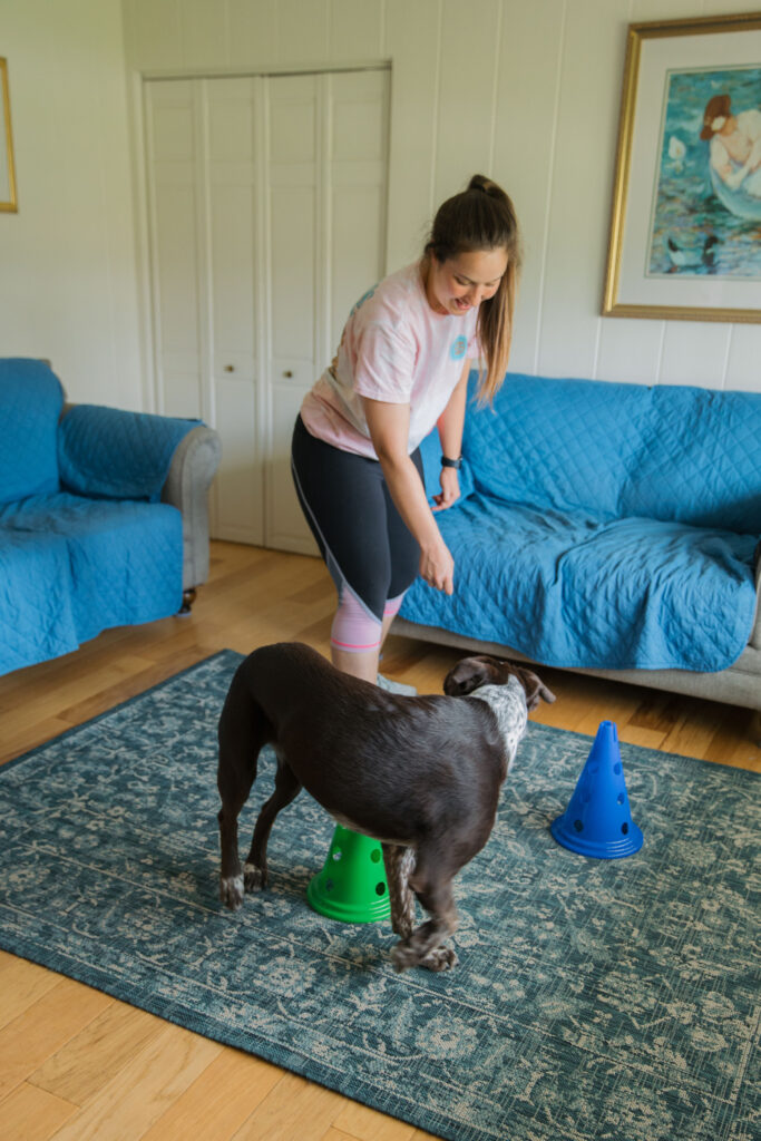Canine fitness exercises using fitpaws dog cavalettis Sparkles and Sunshine Blog