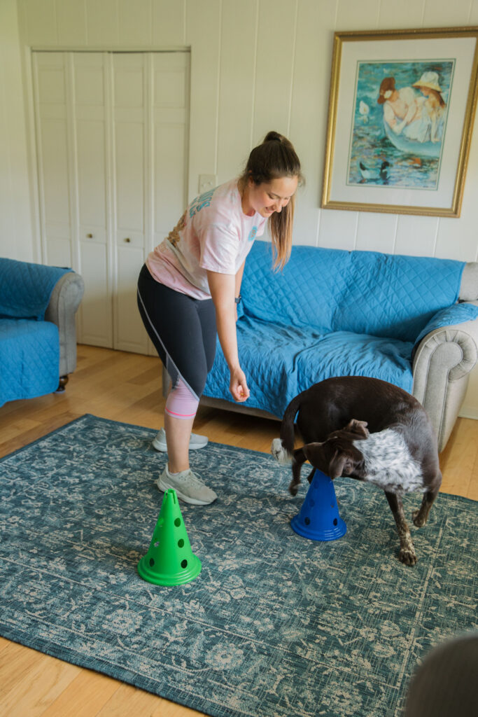 Canine fitness exercises using fitpaws dog cavalettis Sparkles and Sunshine Blog