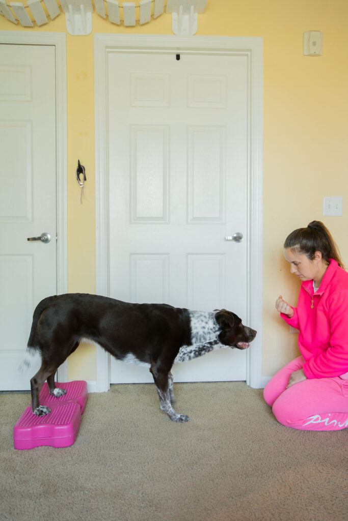 Rear paw targeting dog strength training exercise on blue-9 pink propel air platform sparkles and sunshine blog