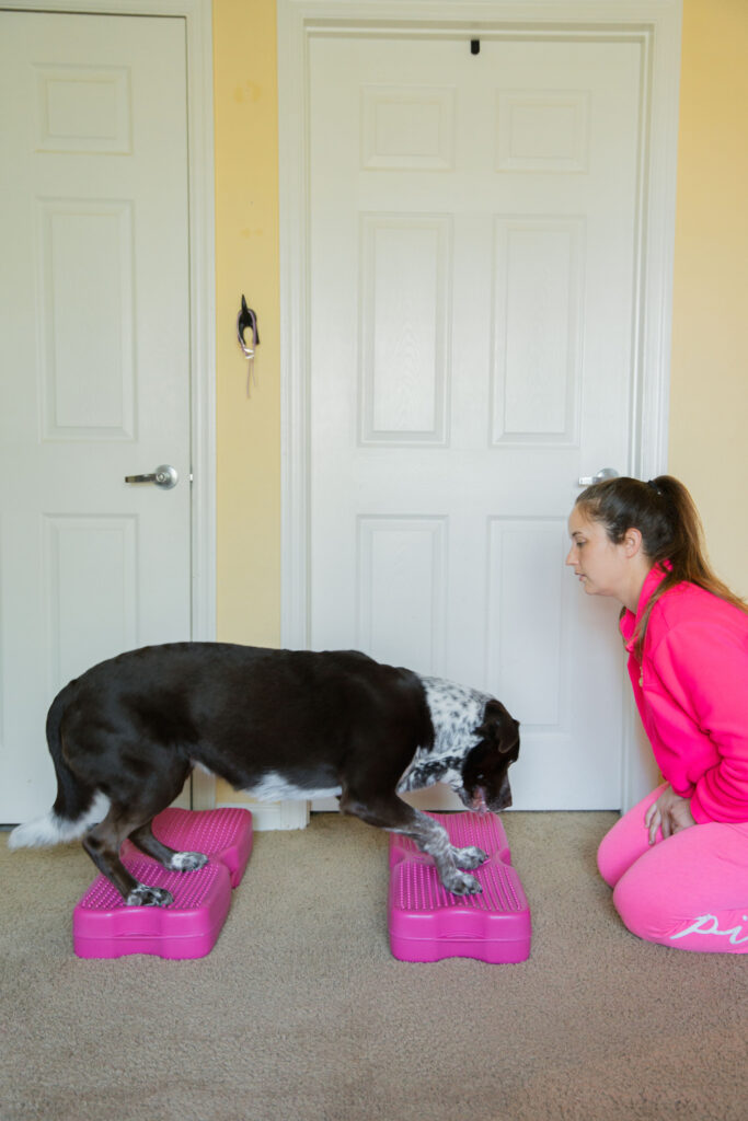 Canine fitness fold down to stand exercise on pink blue 9 propel air platform sparkles and sunshine blog