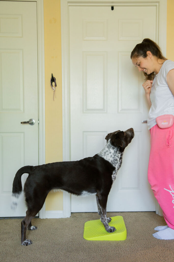 K9 fitness exercise using fitpaws balance ramp sparkles and sunshine blog