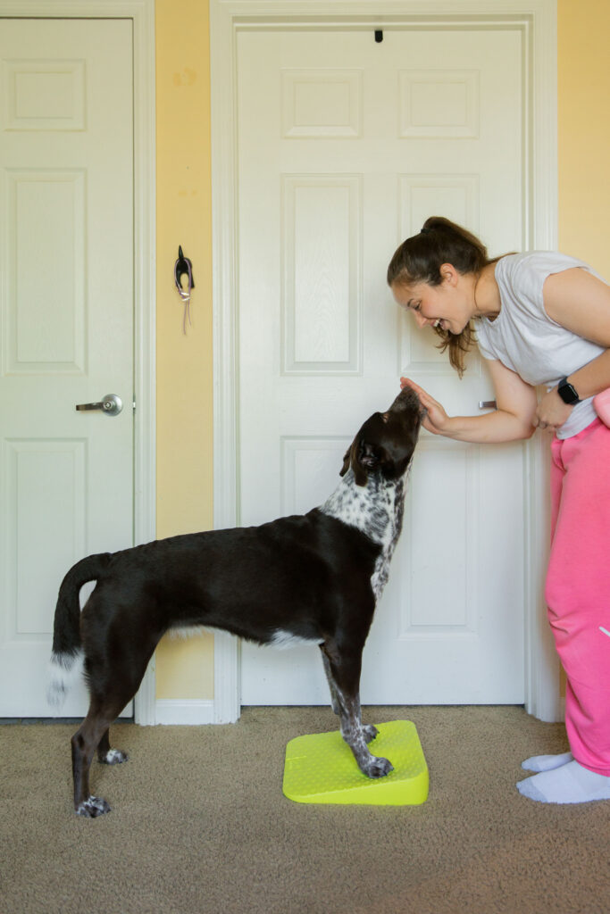 K9 fitness exercise using fitpaws balance ramp sparkles and sunshine blog