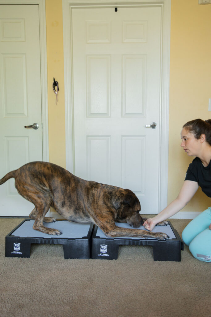 Fold down to stand canine conditioning exercise on blue-9 KLIMB jr dog training platform sparkles and sunshine blog