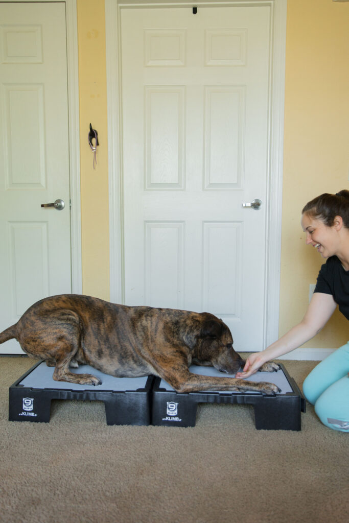 Fold down to stand canine conditioning exercise on blue-9 KLIMB jr dog training platform sparkles and sunshine blog