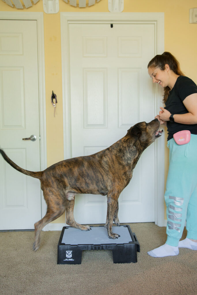 Tuck Sit dog strength training K9 fitness exercise on blue-9 pet products KLIMB Jr. sparkles and sunshine blog