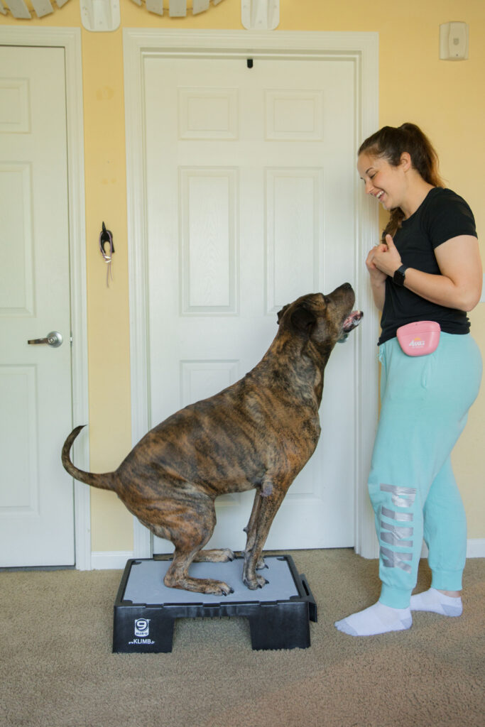 Tuck Sit dog strength training K9 fitness exercise on blue-9 pet products KLIMB Jr. sparkles and sunshine blog