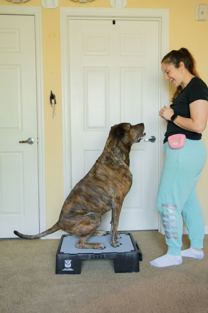 Tuck Sit dog strength training K9 fitness exercise on blue-9 pet products KLIMB Jr. sparkles and sunshine blog