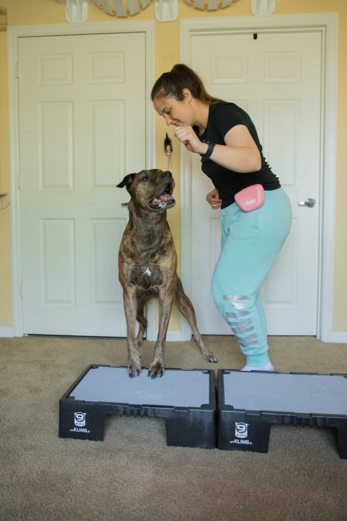 Sidestepping dog fitness exercise on blue-9 KLIMB jr for dogs sparkles and sunshine blog