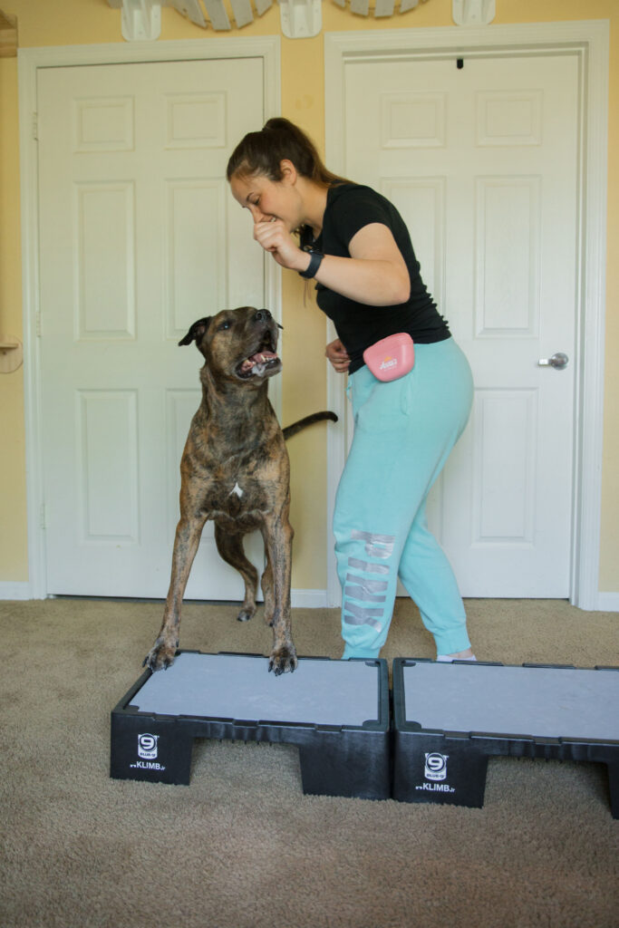 Sidestepping dog fitness exercise on blue-9 KLIMB jr for dogs sparkles and sunshine blog