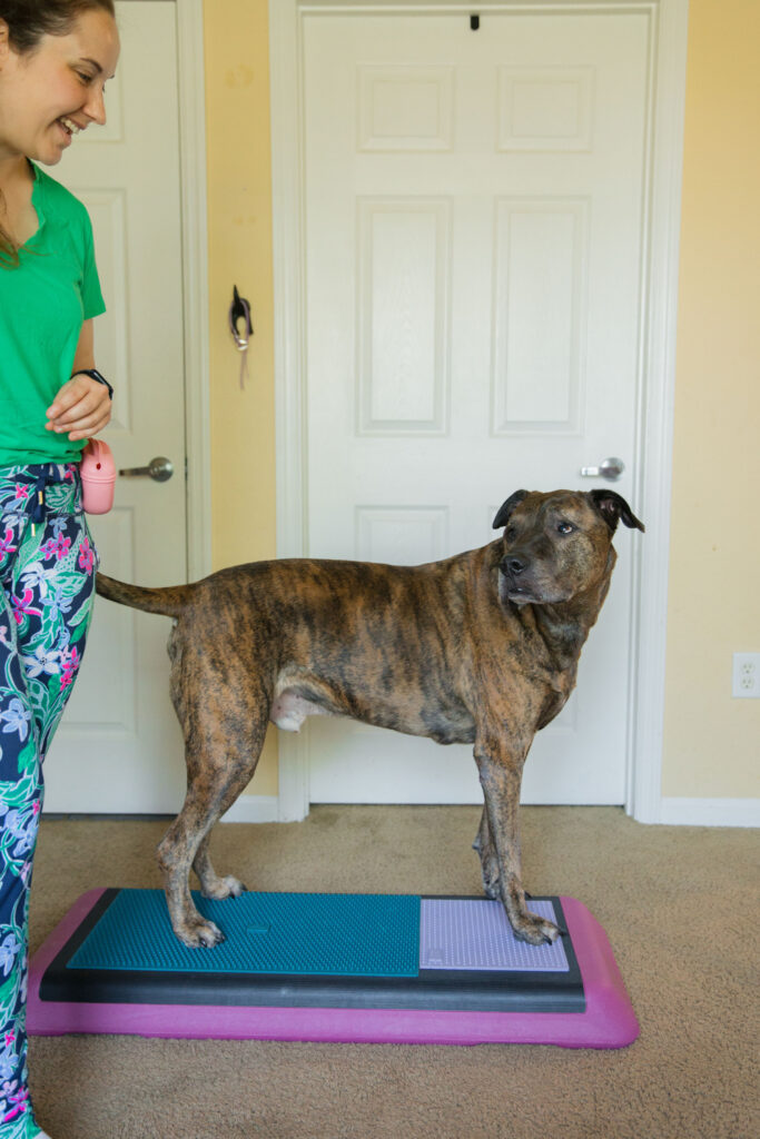 Brindle xl dog doing canine fitness on pink aerobic bench step platform with fitpaws k9 fitmat and fitpaws trax targets sparkles and sunshine blog