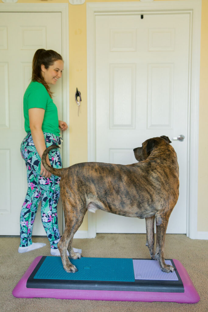 Brindle xl dog doing canine fitness on pink aerobic bench step platform with fitpaws k9 fitmat and fitpaws trax targets sparkles and sunshine blog