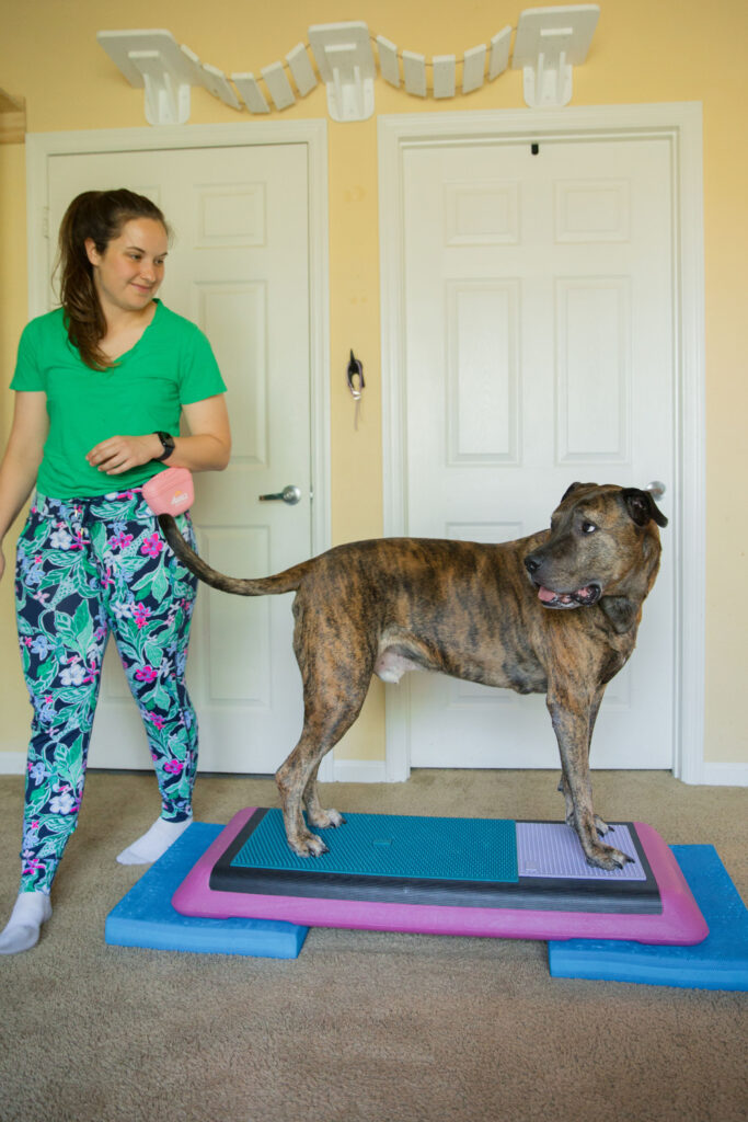 Brindle xl dog doing canine conditioning exercise on pink aerobic bench step platform with fitpaws balance pad fitpaws k9 fitmat and fitpaws trax targets sparkles and sunshine blog
