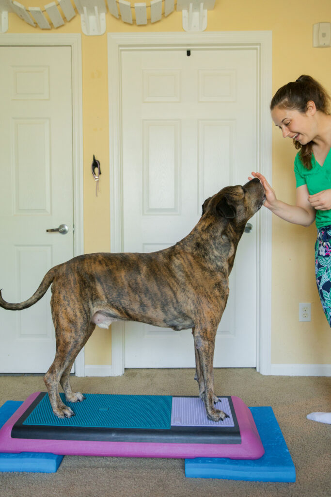 Brindle xl dog doing canine conditioning exercise on pink aerobic bench step platform with fitpaws balance pad fitpaws k9 fitmat and fitpaws trax targets sparkles and sunshine blog