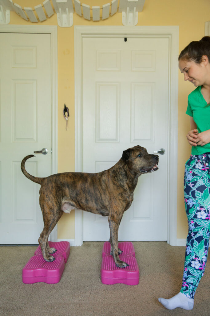 Brindle xl dog doing dog fitness exercise on pink blue-9 propel air platform canine conditioning equipment sparkles and sunshine blog