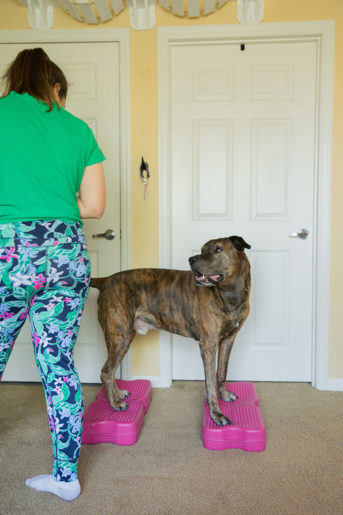 Brindle xl dog doing dog fitness exercise on pink blue-9 propel air platform canine conditioning equipment sparkles and sunshine blog