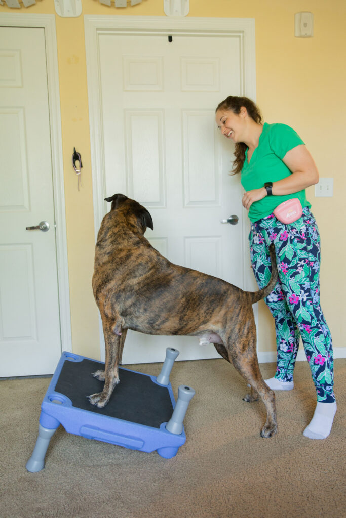 Brindle dog doing k9 fitness on blue-9 klimb dog training platform sparkles and sunshine blog