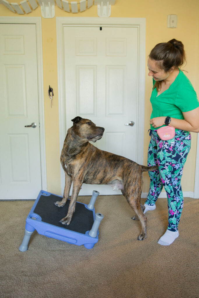 Brindle dog doing k9 fitness on blue-9 klimb dog training platform sparkles and sunshine blog