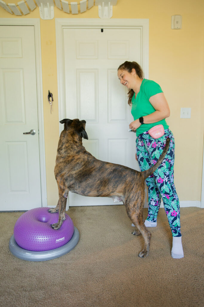 Fit brindle dog doing k9 fitness on fitpaws donut and fitpaws donut holder sparkles and sunshine blog