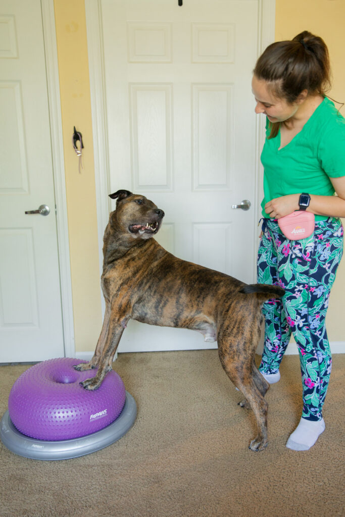 Fit brindle dog doing k9 fitness on fitpaws donut and fitpaws donut holder sparkles and sunshine blog