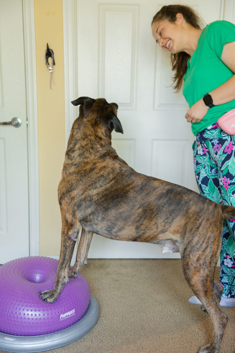 K9 Fitness For Senior Dogs: Improving Your Dog’s Balance And Stability Sparkles and Sunshine Blog
