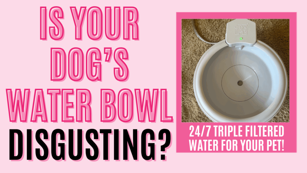 always full automatic dog water bowl review sparkles and sunshine blog youtube channel