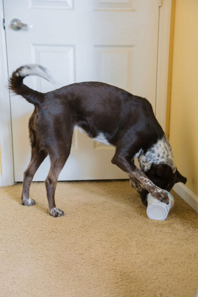 dog enrichment activities using yogurt containers sparkles and sunshine blog